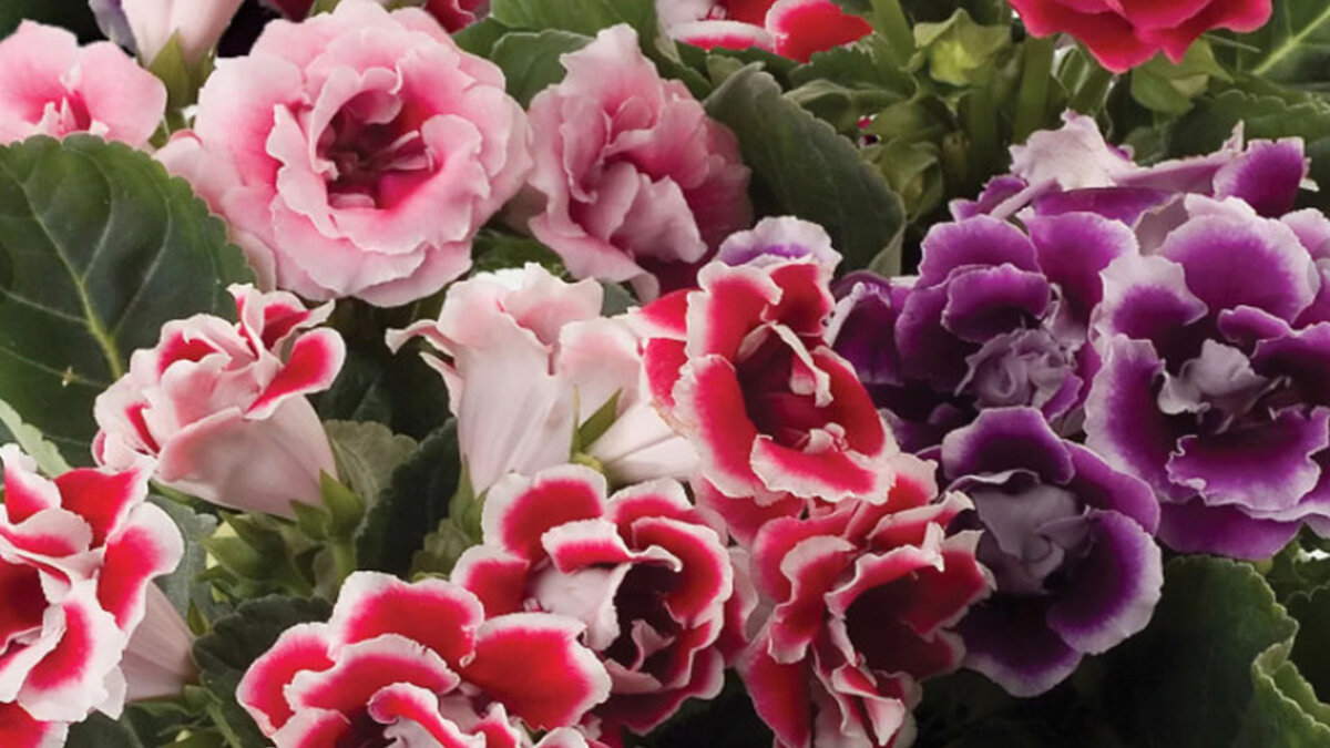 La guardi e sembra una cascata di colori: quali piante possono rendere più bello il giardino sul balcone