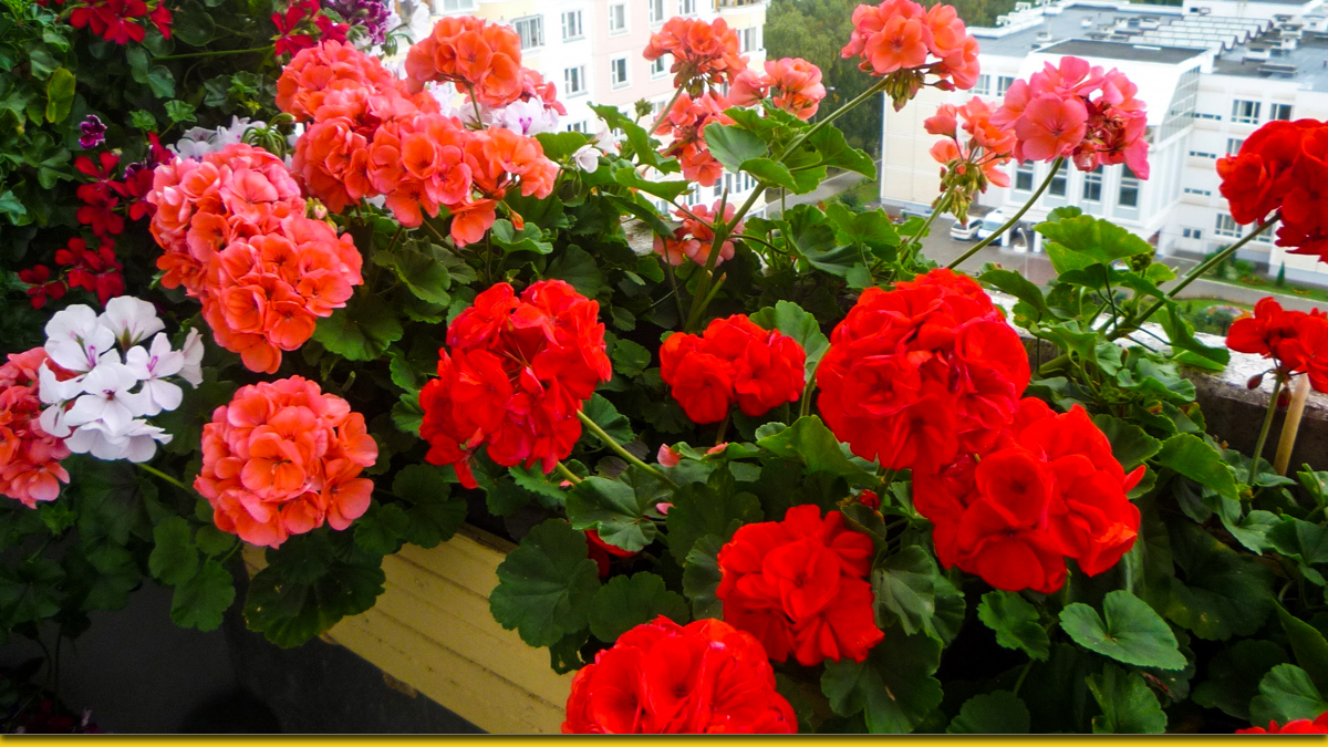 La guardi e sembra una cascata di colori: quali piante possono rendere più bello il giardino sul balcone