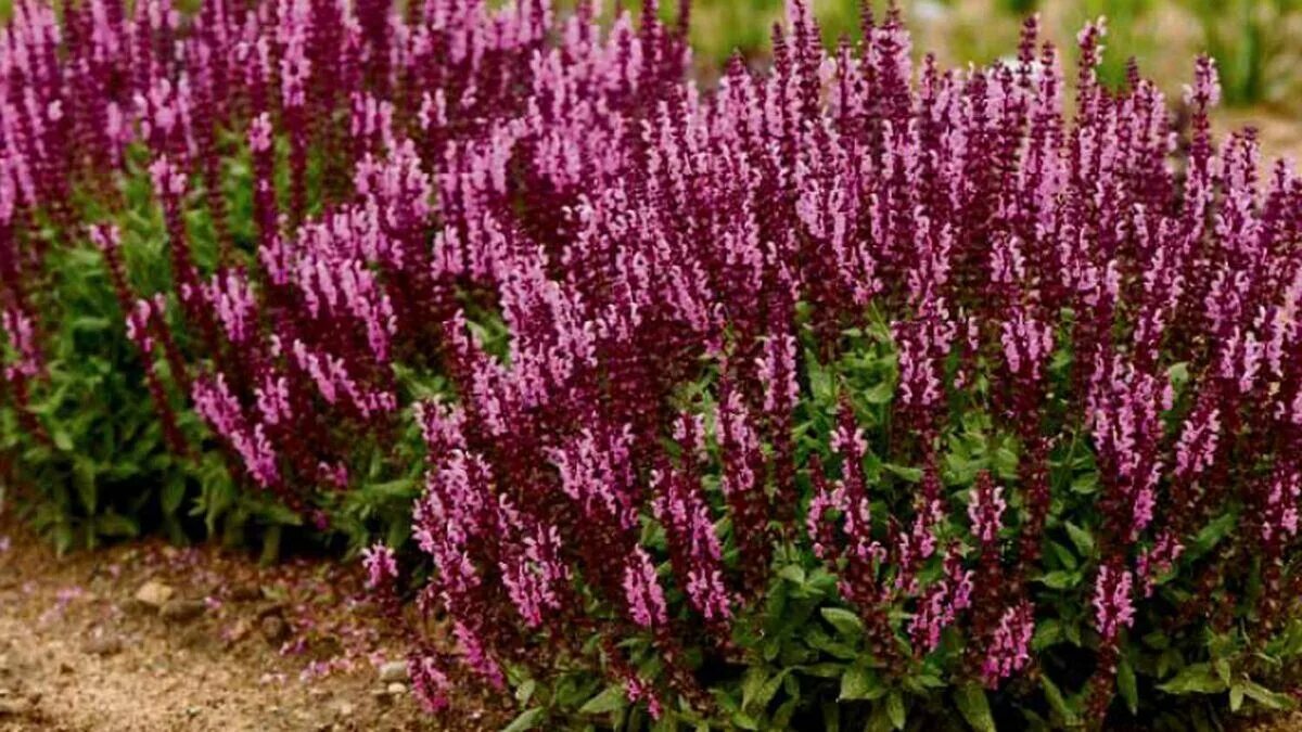 Canicola, restrizioni all’irrigazione: questi 10 fiori possono salvare il tuo giardino e fiorire quasi senza acqua 4 Canicola, restrizioni all’irrigazione: questi 10 fiori possono salvare il tuo giardino e fiorire quasi senza acqua