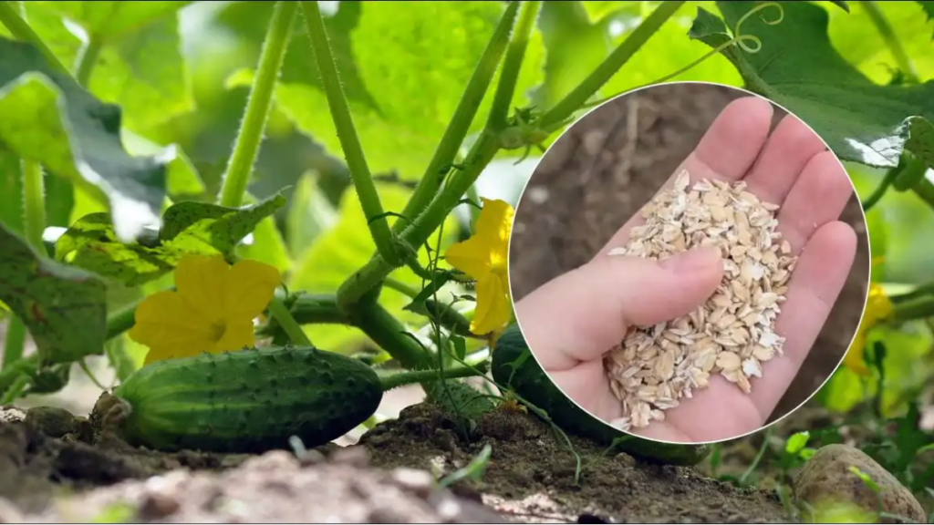 I cetrioli cresceranno come il lievito: quando li pianti nella buca bisogna aggiungere un cucchiaio di infuso