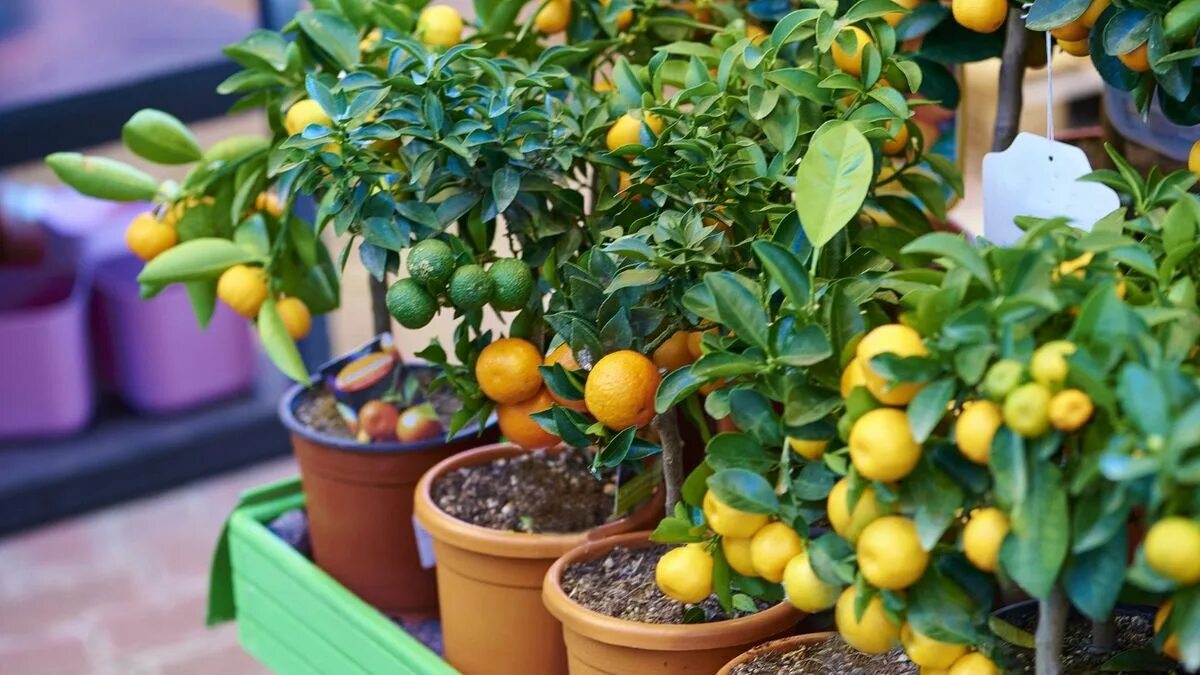 I garden center non riescono più a tenerlo sugli scaffali: questo albero da frutto in vaso produce già dal primo anno