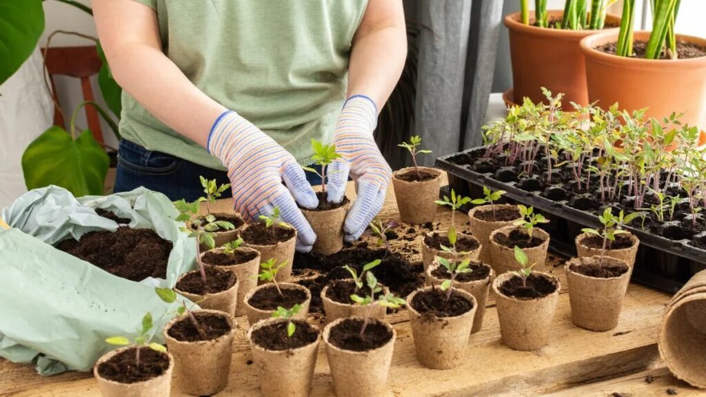 I giorni più favorevoli per seminare pomodori e cetrioli ad aprile: come non sbagliare con le date