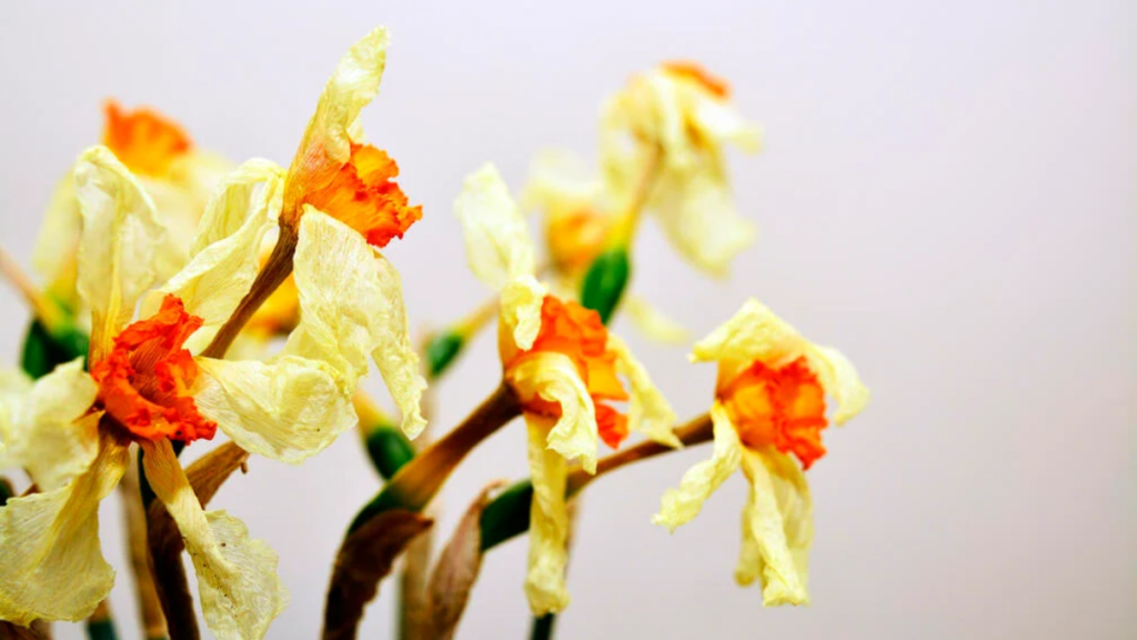 I narcisi sono sfioriti: si possono mettere in giardino?