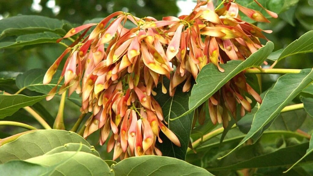 I residenti sono invitati a rimuovere le piante invasive e nocive: la lotta contro le infestanti continua anche in Italia