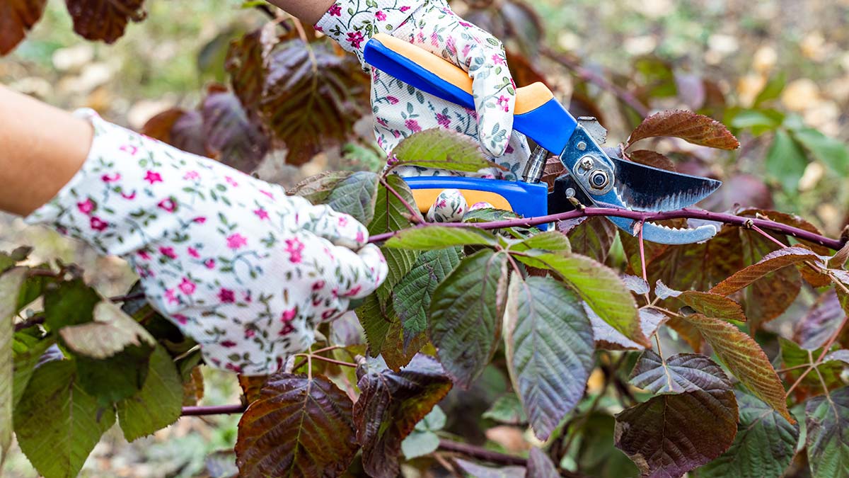 Volete raccogliere more a secchi? Questi segreti garantiscono un raccolto abbondante e dolce 3 Volete raccogliere more a secchi? Questi segreti garantiscono un raccolto abbondante e dolce