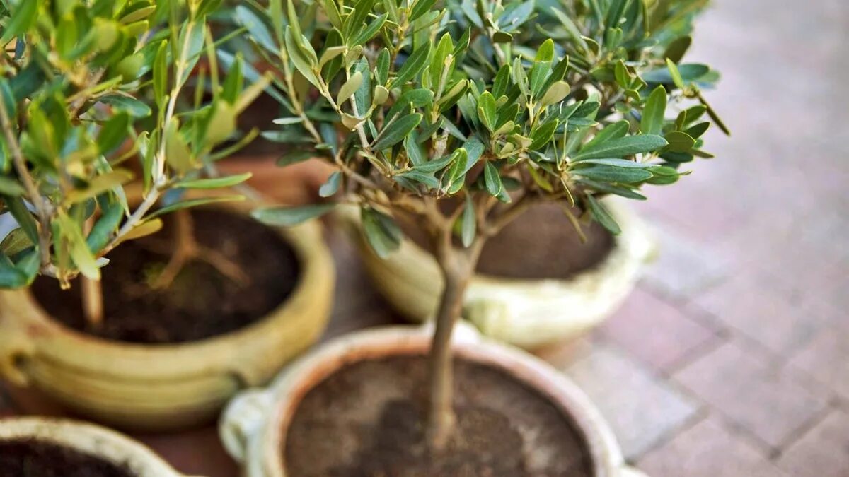 3 piante in vaso che in aprile possono già tornare all’aperto