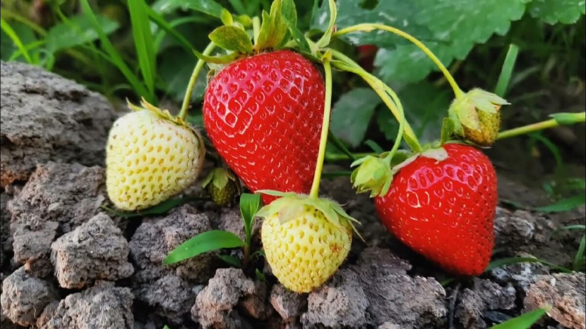 Questa tendenza per il giardino sarà il grande successo della prossima estate, ma non fa per tutti