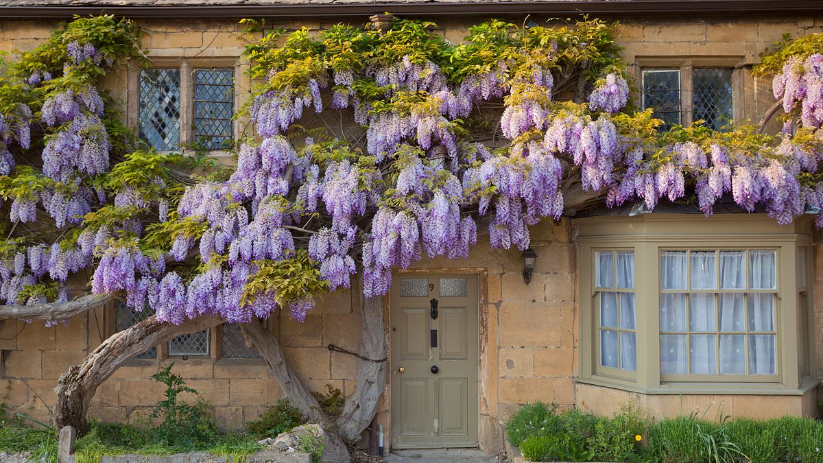 Il glicine è tornato a fiorire in pieno splendore quest’anno nella casa della famiglia Rossi a Firenze
