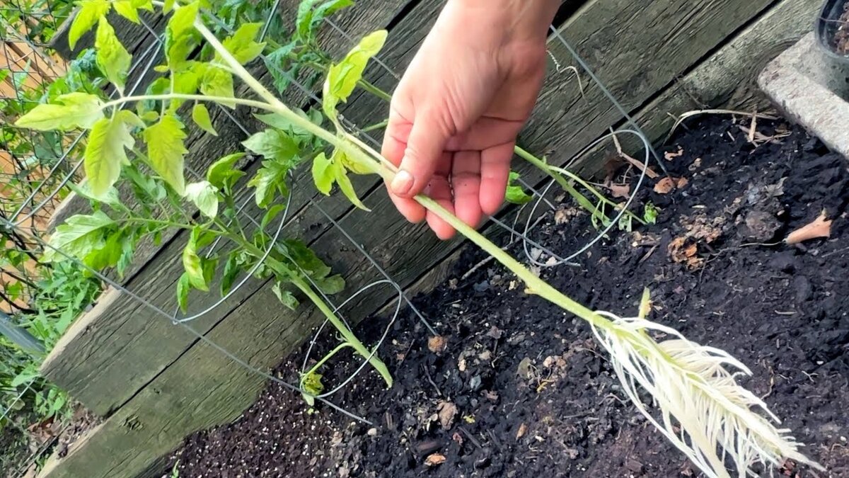 «Pianti i pomodori in verticale?» Da quando un vicino mi ha mostrato il metodo orizzontale, le mie piante sono diventate molto più vigorose