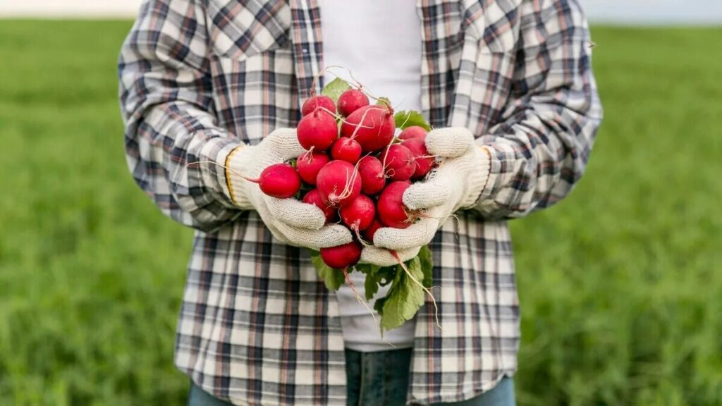 Il raccolto dei ravanelli sarà molte volte più abbondante: 5 semplici regole che i giardinieri esperti conoscono bene