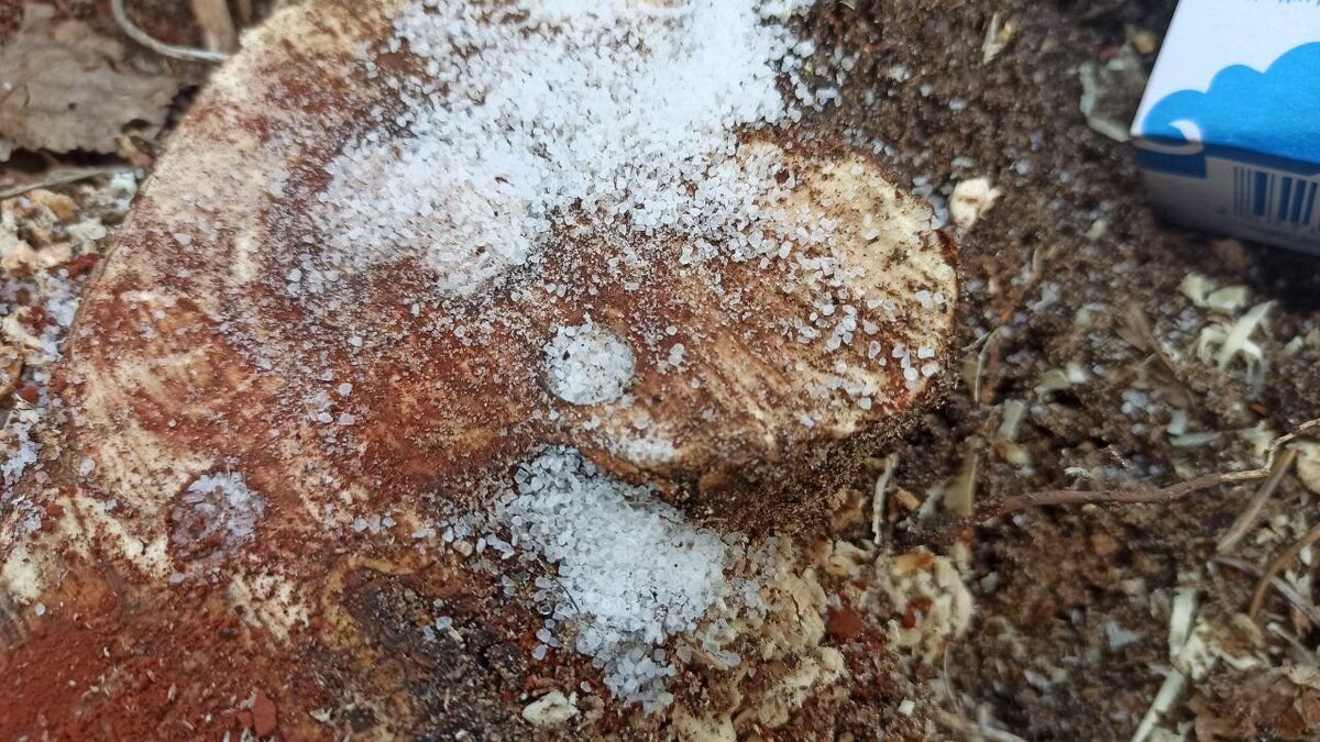 Versate questo sul ceppo — nel giro di poche settimane non ne resterà più traccia