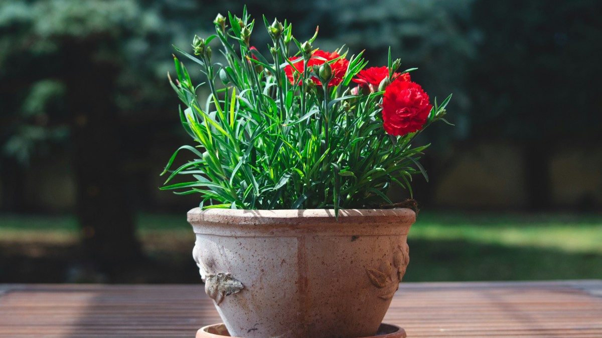 Questo fiore da balcone a meno di 2 euro nel 2026 sta prendendo il posto delle rose