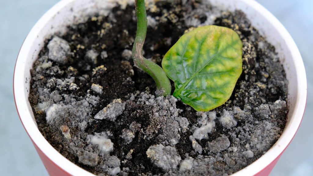 Il substrato dei fiori fa la muffa o si riempie di moscerini? Una spezia può aiutare