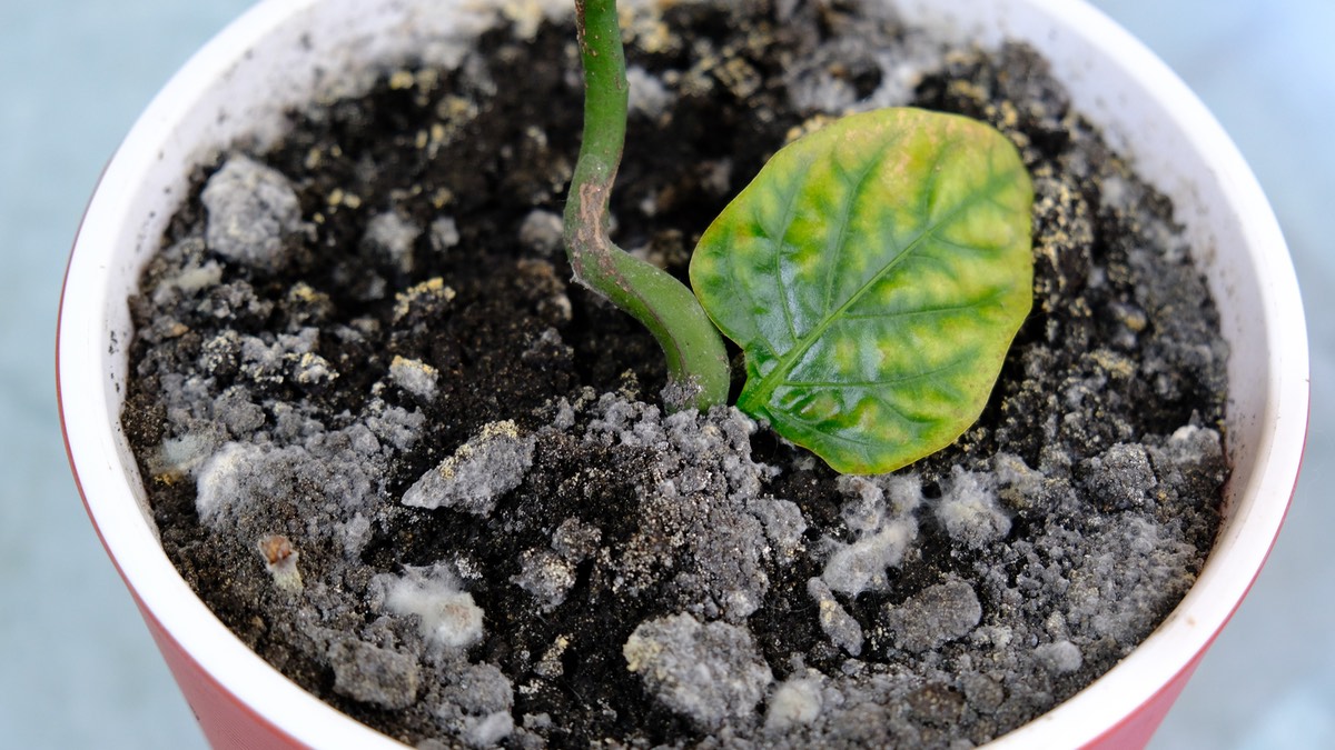 Il substrato dei fiori fa la muffa o si riempie di moscerini? Una spezia può aiutare