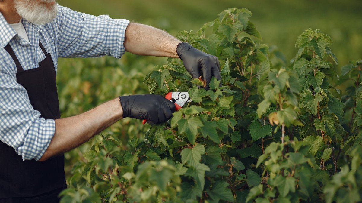 Il trucco per i pigri: raccogliere le bacche di ribes con le cesoie in mano e il cespuglio si ringiovanisce da solo