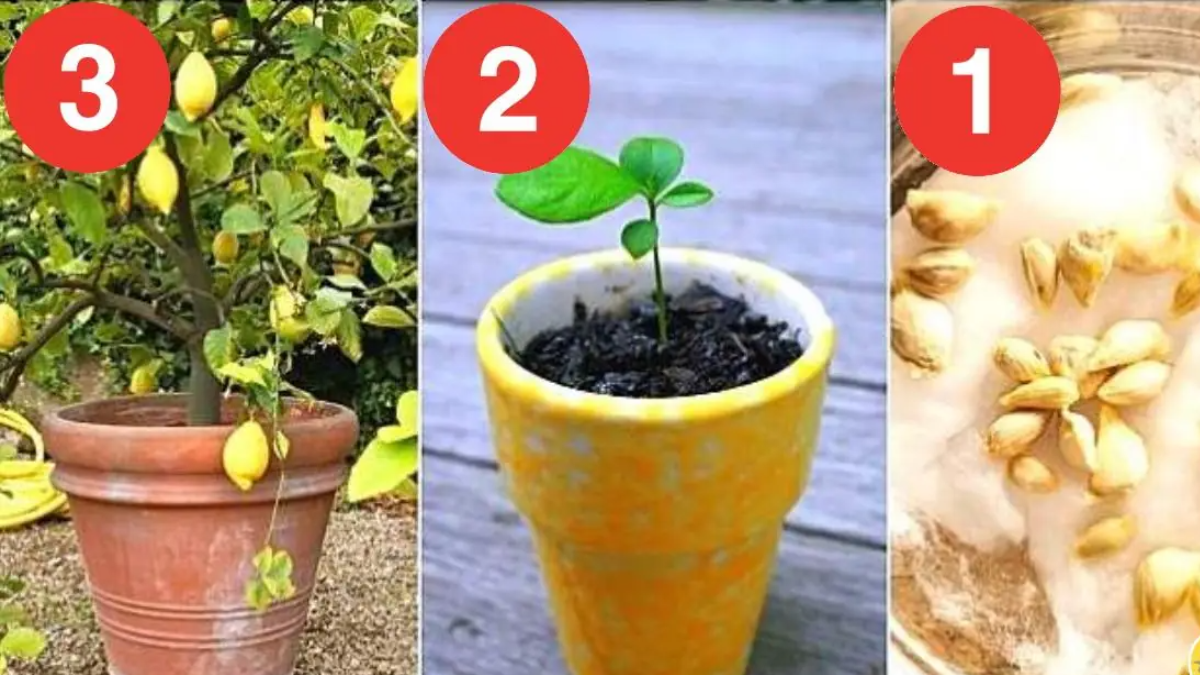 Come coltivare un limone in casa e cosa aggiungere alla pianta di limone per farla crescere più velocemente 2 Come coltivare un limone in casa e cosa aggiungere alla pianta di limone per farla crescere più velocemente