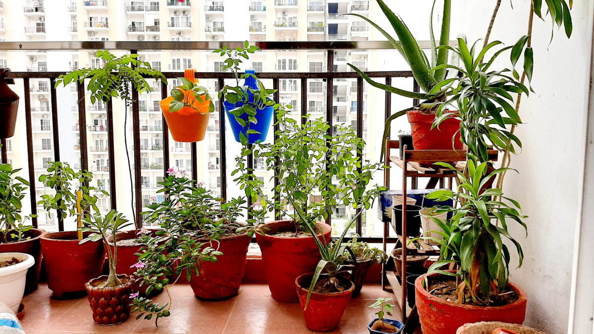 3 piante in vaso che in aprile possono già tornare all’aperto