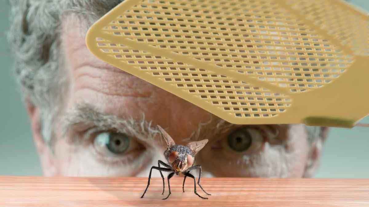 Invasione di mosche nelle case: metodi efficaci e rapidi per eliminarle definitivamente senza insetticidi