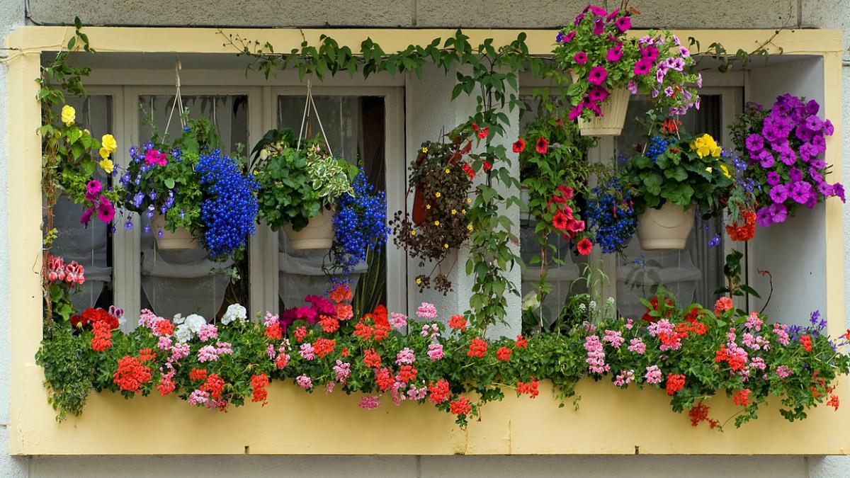 La guardi e sembra una cascata di colori: quali piante possono rendere più bello il giardino sul balcone