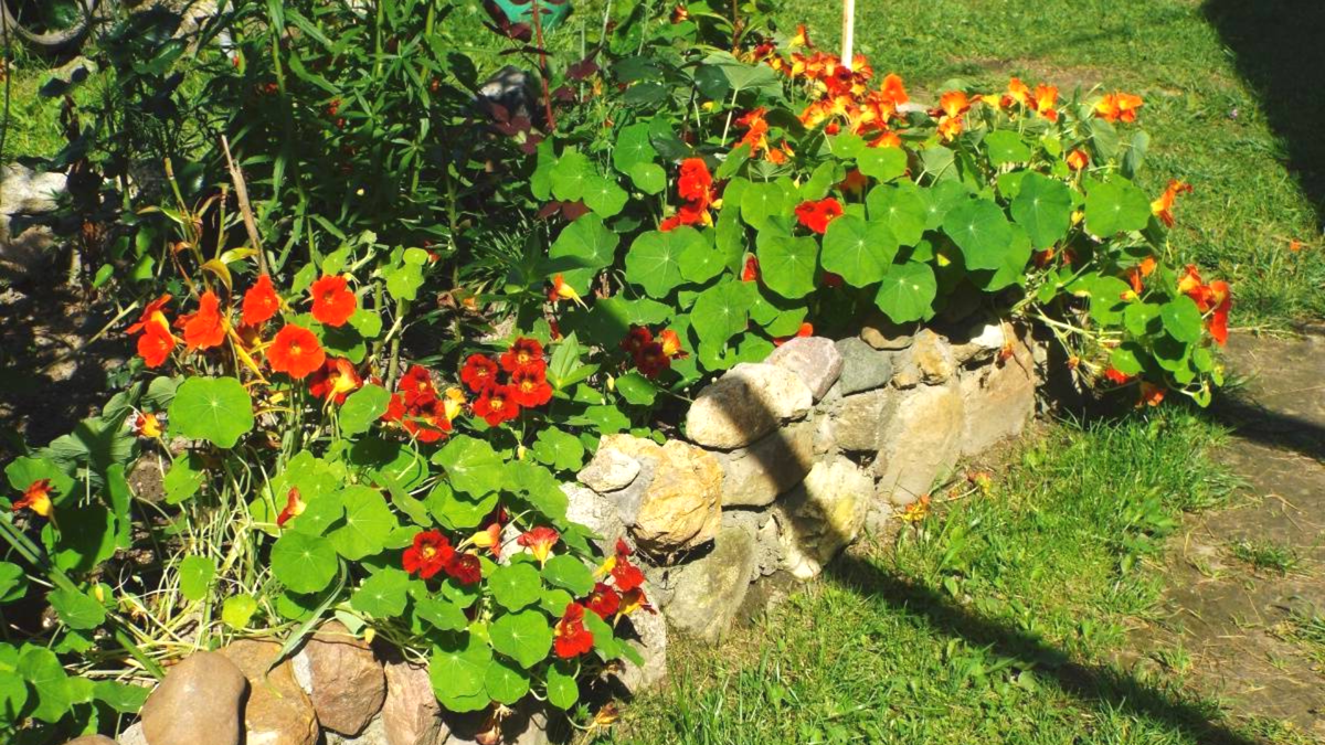 Questo fiore dimenticato salva il tuo orto da marzo contro lumache e afidi