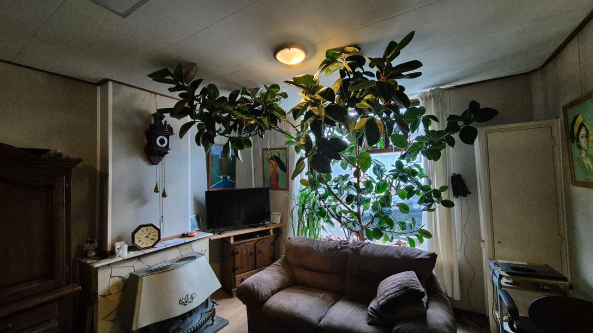 La pianta continua a crescere e in soggiorno è buio: “Cresce fuori dalla finestra”