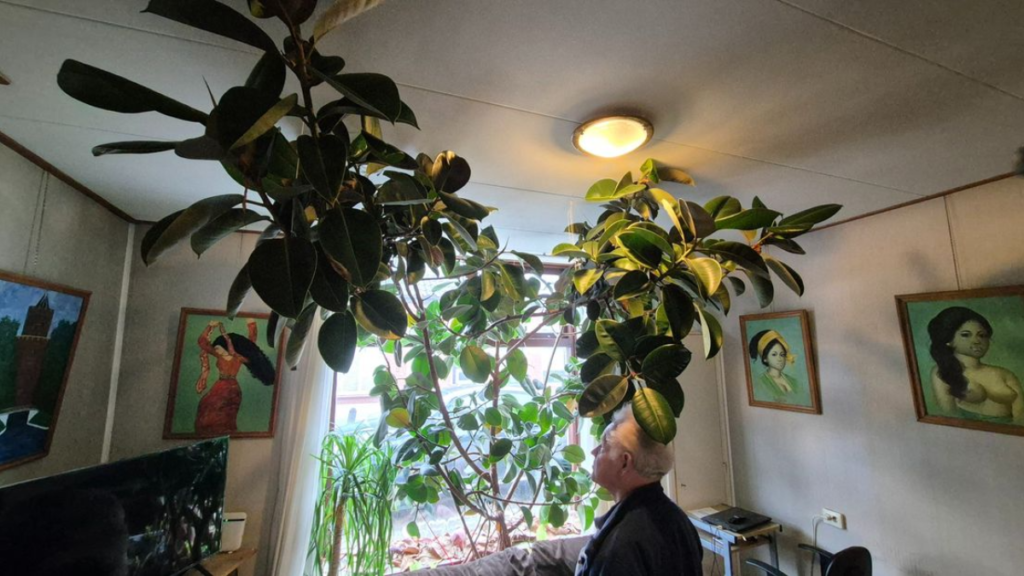 La pianta continua a crescere e in soggiorno è buio: “Cresce fuori dalla finestra”