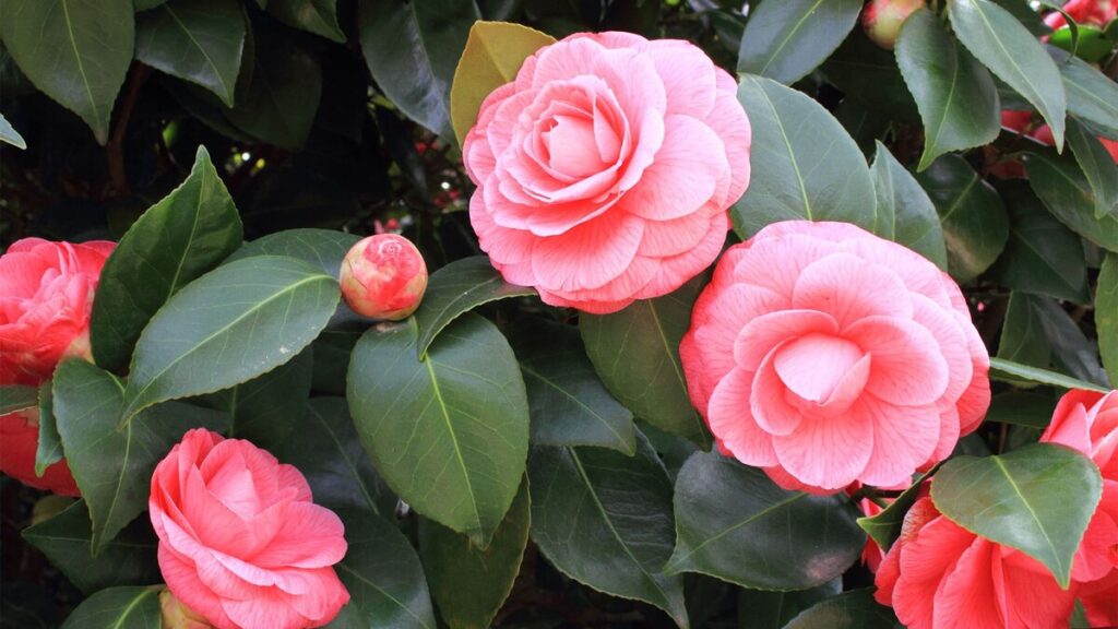 La pianta ideale per le piccole terrazze: elegante, resistente e facile da curare