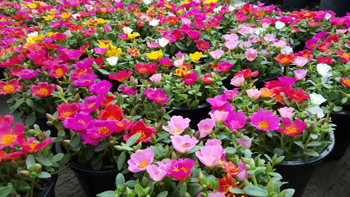 Né gerani né surfini. Quest’anno le finestre saranno conquistate da questi fiori indistruttibili, capaci di resistere anche al caldo più intenso