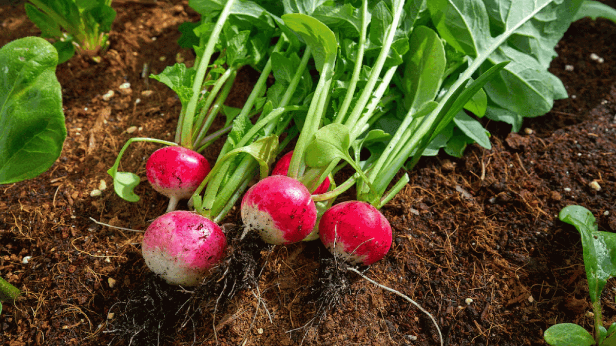 Il raccolto dei ravanelli sarà molte volte più abbondante: 5 semplici regole che i giardinieri esperti conoscono bene