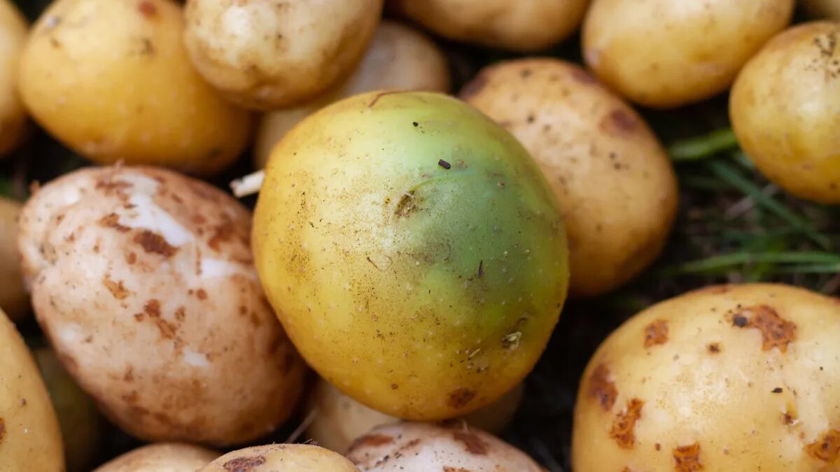 Perché è così importante rincalzare le piante di patate