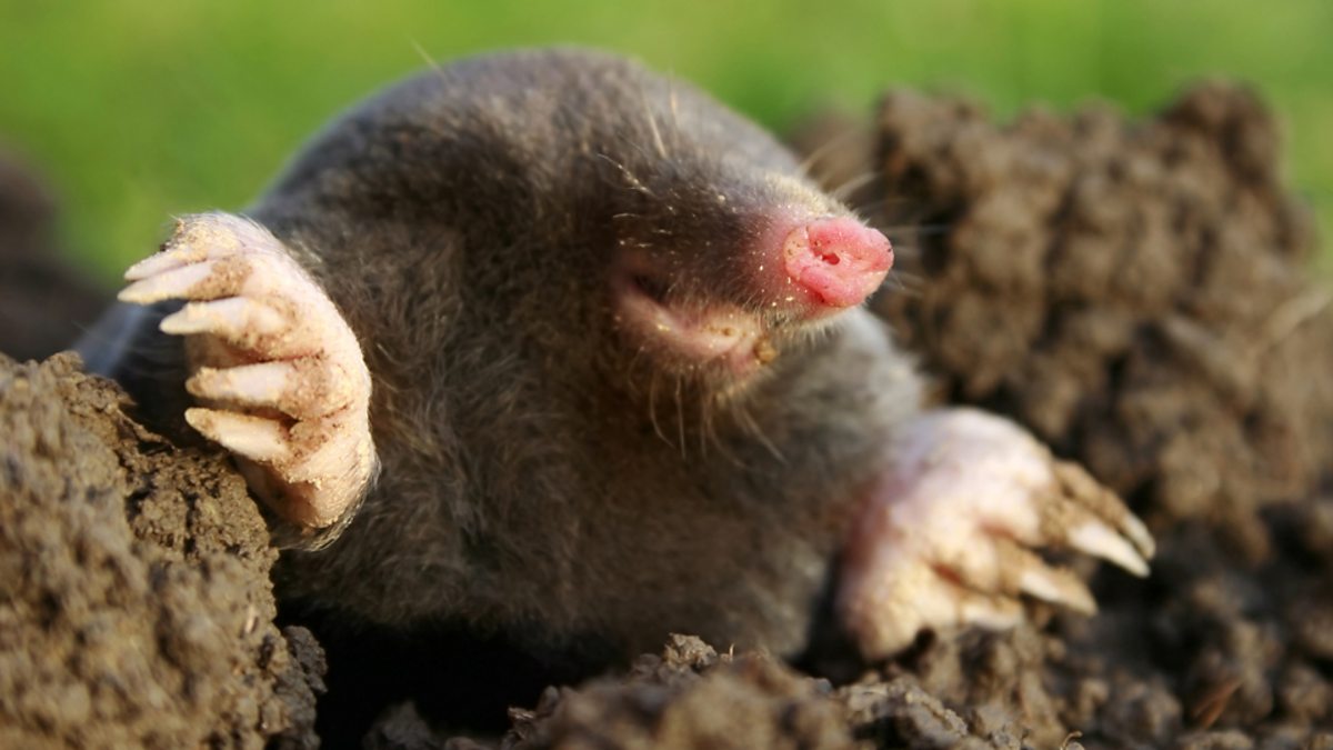 La talpa sta già devastando il giardino nonostante la primavera fresca: versate questo nel suo cumulo e se ne andrà