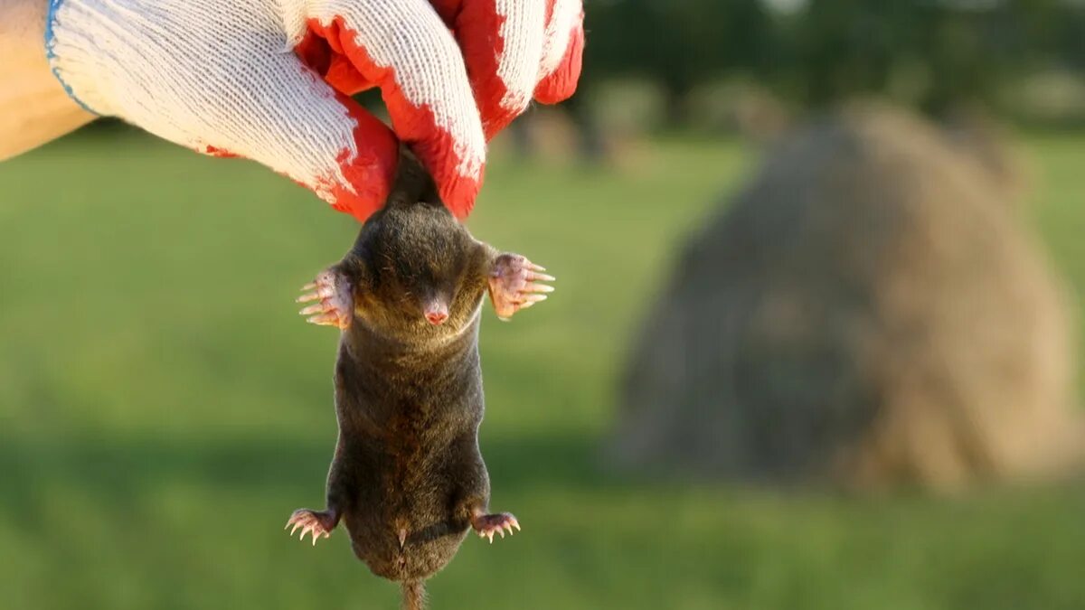La talpa sta già devastando il giardino nonostante la primavera fresca: versate questo nel suo cumulo e se ne andrà