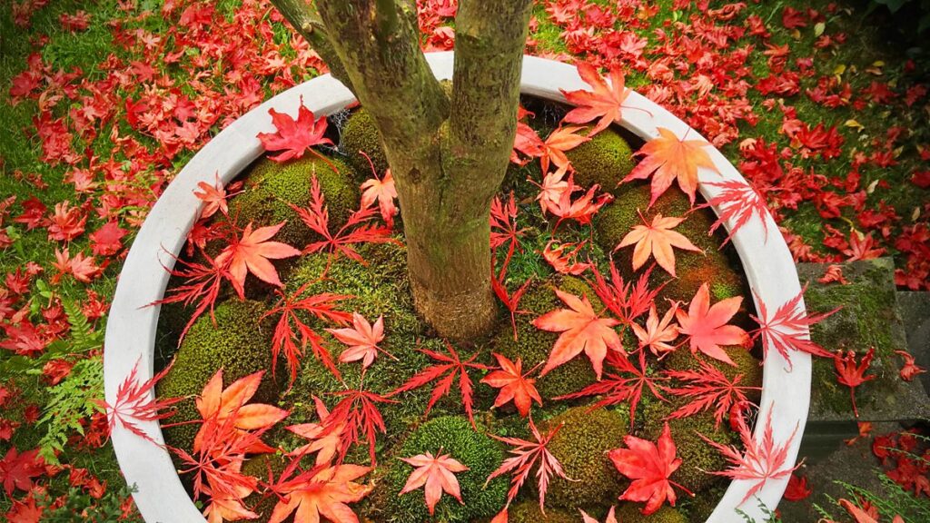 L’albero che profuma d’autunno e si può coltivare in vaso