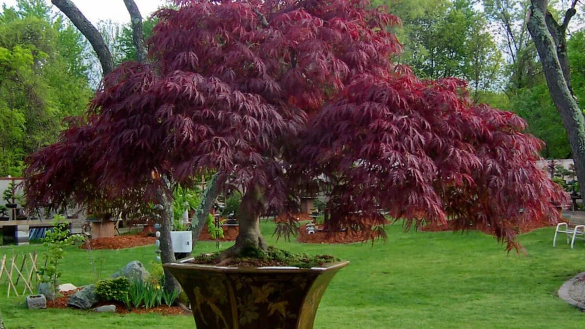 L’albero che profuma d’autunno e si può coltivare in vaso