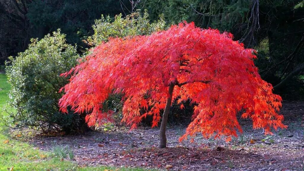 L’albero in vaso facile da curare, con foglie che cambiano colore e danno vita al tuo giardino
