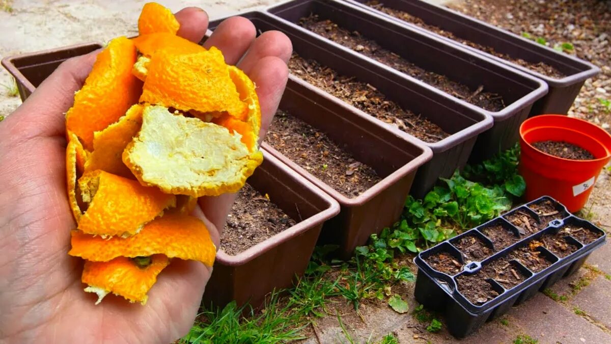 Le bucce d’arancia in giardino: un semplice trucco contro gli “ospiti” indesiderati