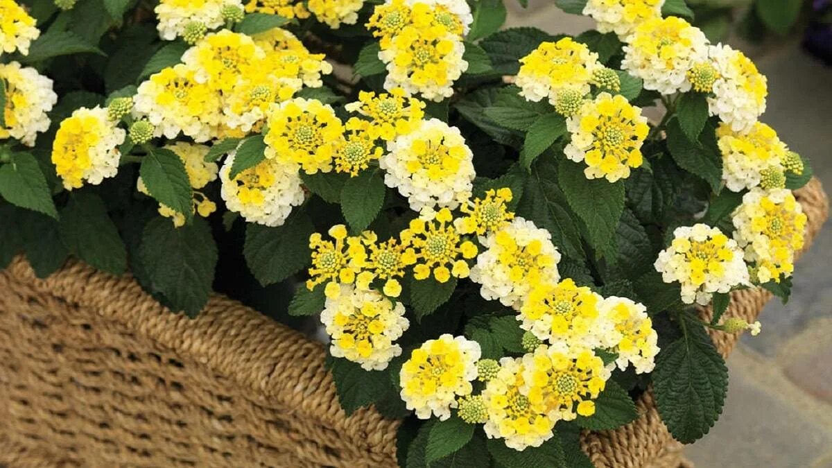 Non richiede manutenzione e fiorisce fino alle prime gelate: è stato nominato il miglior fiore per il balcone