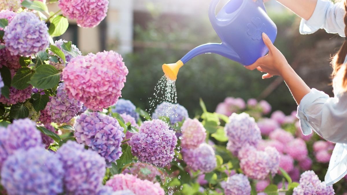 Silvia, che coltiva ortensie alte due metri, ha svelato un consiglio d’oro: vale la pena ricordarlo