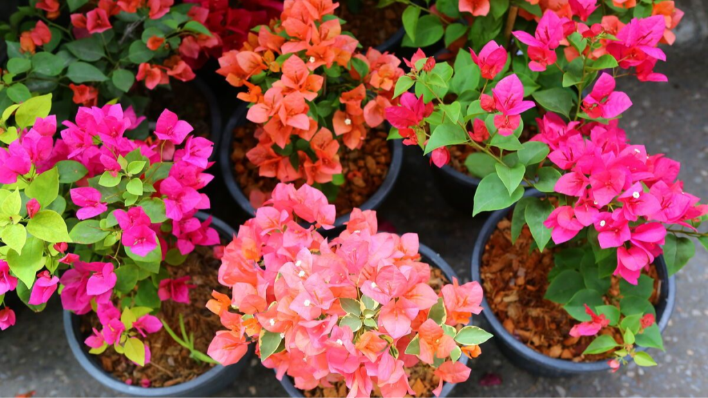 Lidl mette in vendita la pianta rampicante ideale per avere più privacy e colore su terrazze e in giardino a meno di 7 euro