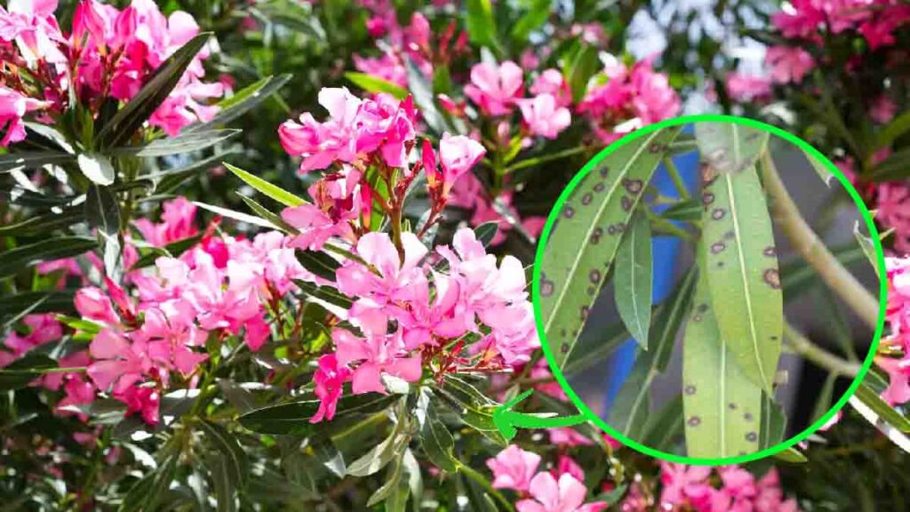 L’oleandro tutto grigio dopo l’inverno? Questi gesti di inizio primavera possono salvarlo e rilanciare la fioritura