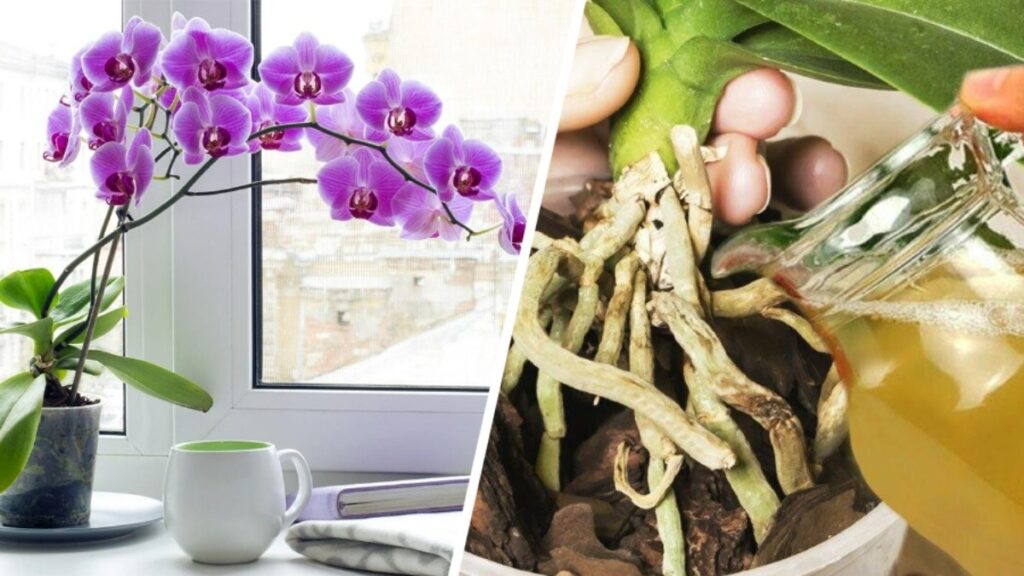 L’orchidea che non fioriva più: questo cucchiaio di ingrediente da cucina sulle radici ne riattiva la crescita a tempo di record