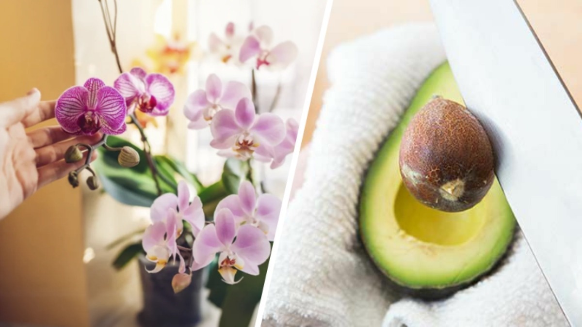 Mangiala a colazione e metti il nocciolo nel vaso con l’orchidea. L’orchidea si riempirà di fiori e le sue radici non marciranno. Un metodo di concimazione per orchidee perfetto per i pigri