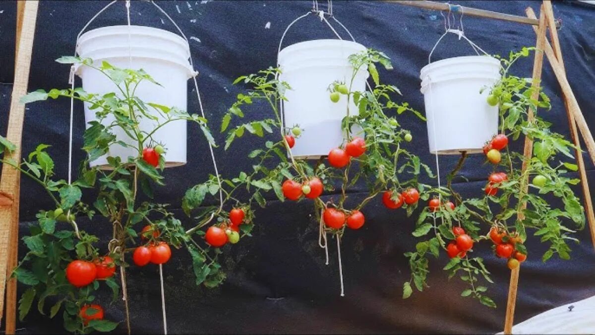 Tutti i giardinieri più esperti nel 2026 lasciano le piante di pomodoro appese a testa in giù