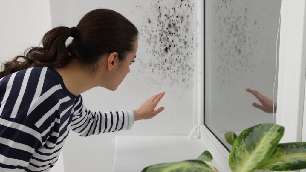 Mettete una semplice pianta in camera da letto: l’umidità sparirà insieme alla muffa