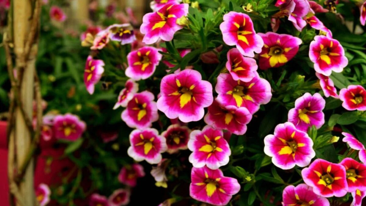La guardi e sembra una cascata di colori: quali piante possono rendere più bello il giardino sul balcone
