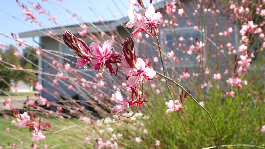 Né gerani, né lobelie. Quest’anno i balconi saranno conquistati da un fiore che fiorisce a lungo e quasi non chiede nulla in cambio
