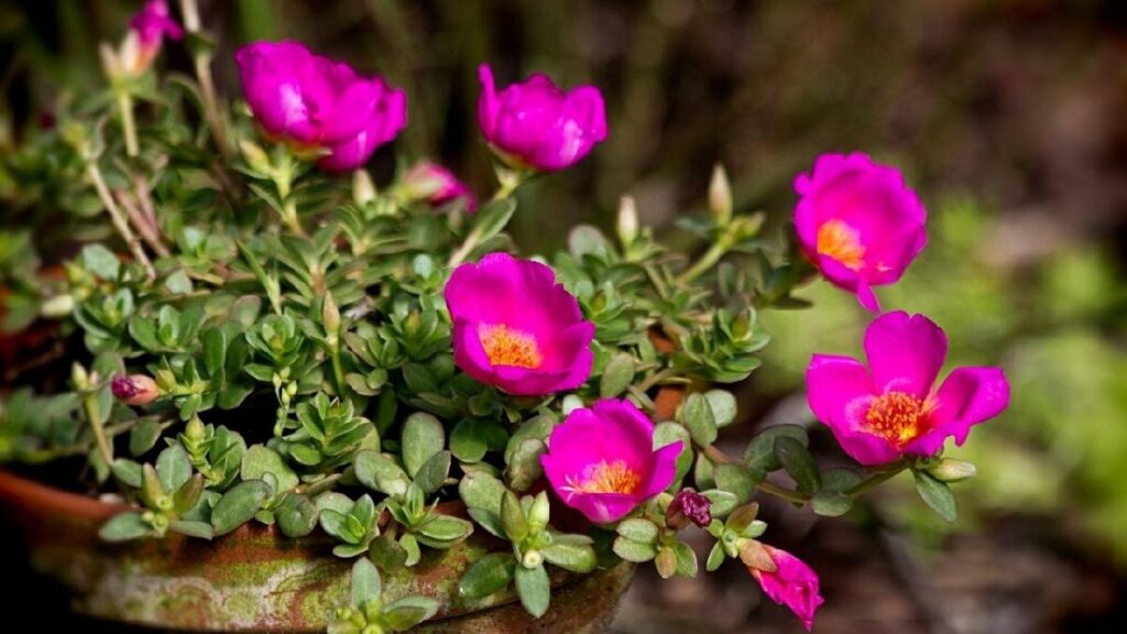 Né gerani né surfini. Quest’anno le finestre saranno conquistate da questi fiori indistruttibili, capaci di resistere anche al caldo più intenso