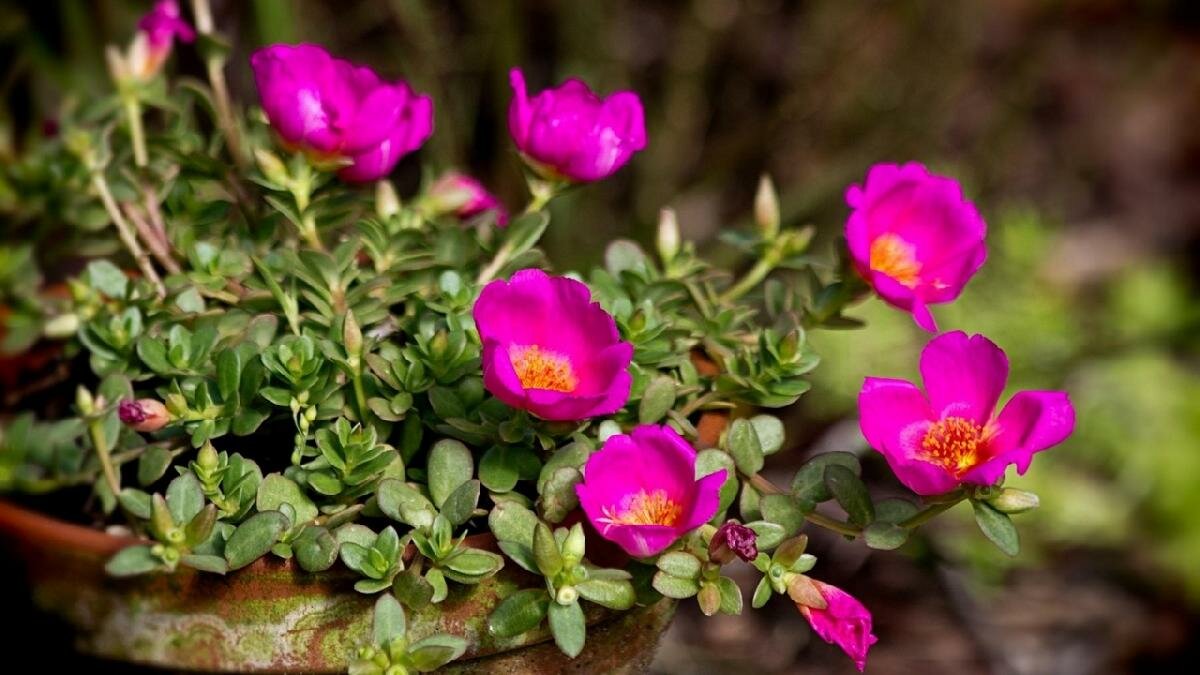 Né gerani né surfini. Quest’anno le finestre saranno conquistate da questi fiori indistruttibili, capaci di resistere anche al caldo più intenso