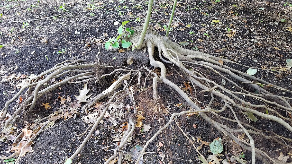 Questo albero non andrebbe mai piantato vicino a casa, eppure in molti continuano a commettere questo errore