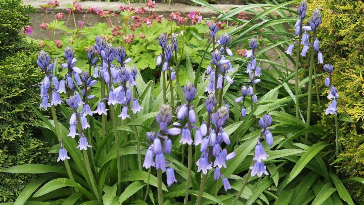 I proprietari di giardini con campanule vengono invitati a compiere un’azione ad aprile